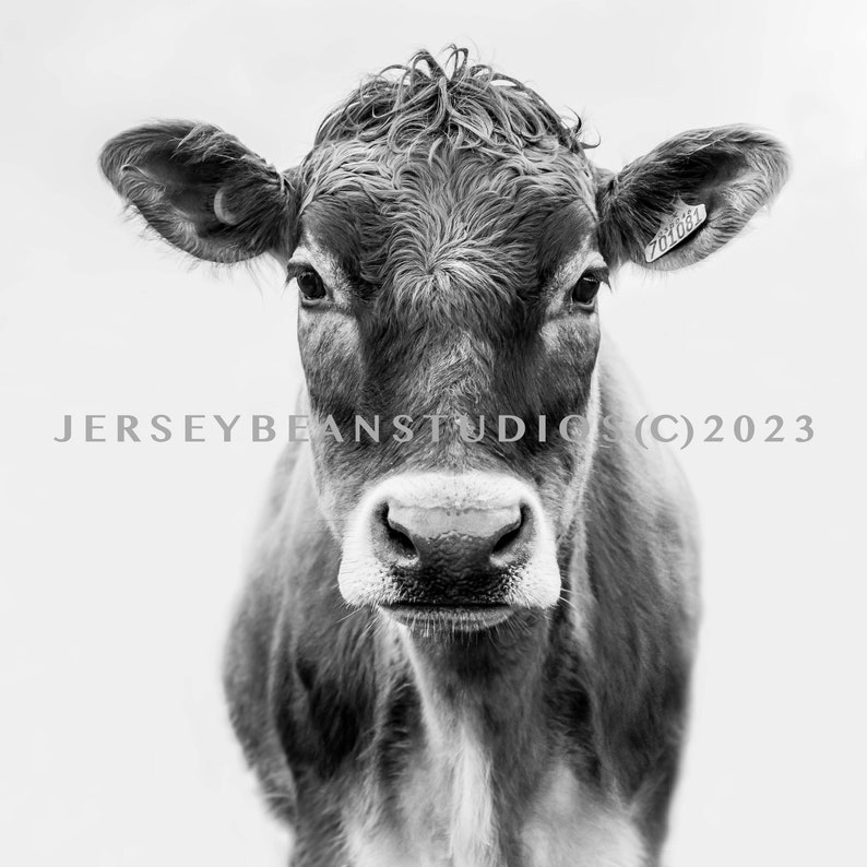 The Famous Jersey Cow Etsy