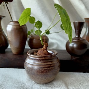 May include: A brown ceramic pot containing a unique plant with a bulbous root. The plant has green leaves and is growing in a brown pot. The pot is sitting on a wooden surface.