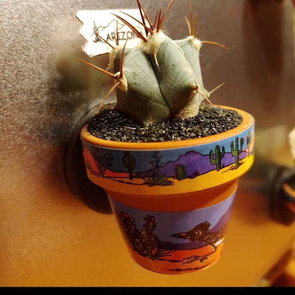 Live Mini Cactus Magnet - 2" pot -Road Runner Design