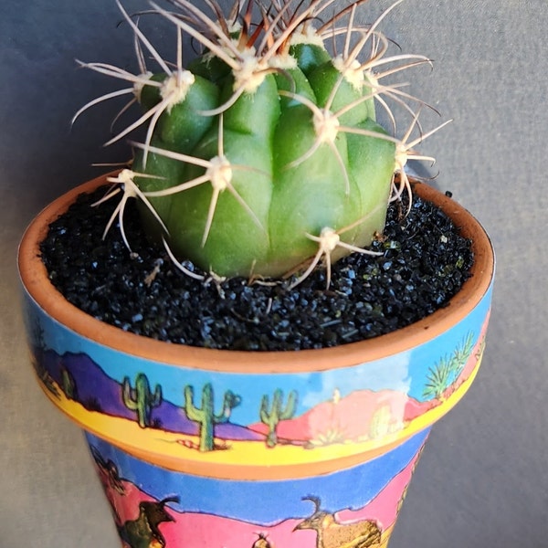 Live Mini Cactus Magnet - 2" pot - Quail Design