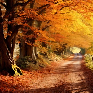 Peut inclure: Un chemin de terre sinueux traverse une forêt d'arbres aux feuilles d'automne orange et jaunes vibrantes. Les arbres forment une canopée au-dessus, créant un tunnel de couleur.