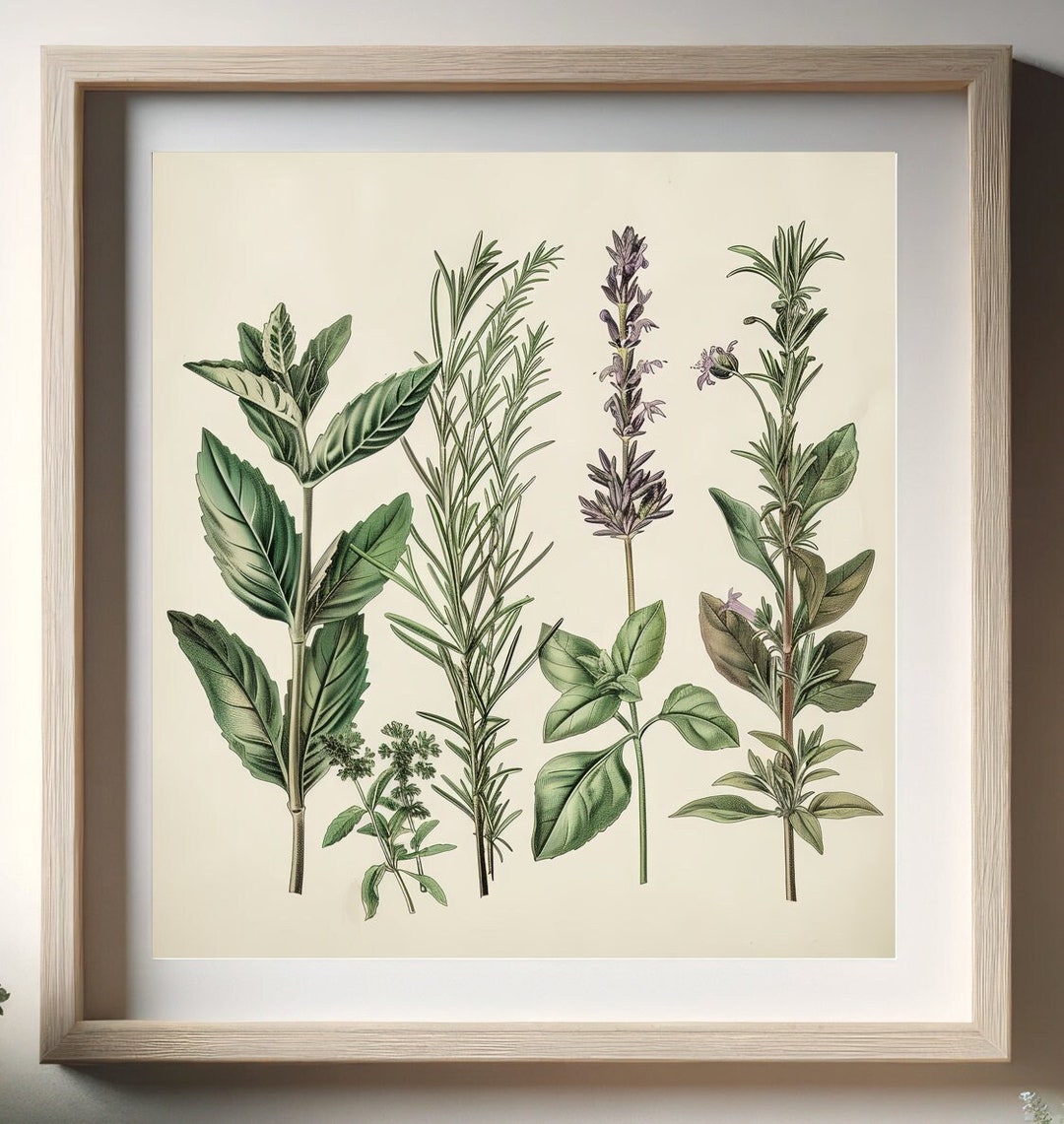 botanical herb prints set of 4 unframed botanical herb... Vintage Botanical Herbs Print - Rustic Culinary Herbal Illustrations ...
