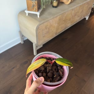 Variegated Philodendron Strawberry Shake Live Rare Indoor Houseplant