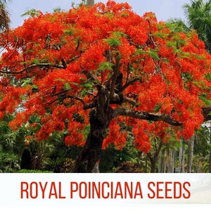 Royal Poinciana (Flamboyant Tree) Seeds | Deloix Regia Seeds | Fresh & High Germination Rate