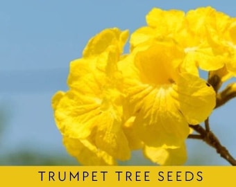 Golden Trumpet Tree (Yellow Tabebuia) Seeds | 10 or 20 ct. | Handroanthus Chrysanthus