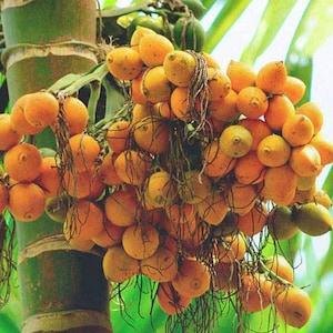Organic Areca Palm Tree Seeds: High Germination Dypsis Lutescens