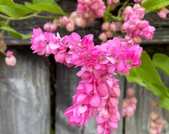 Pink Coral Vine Plant Starter (Antigonon leptopus) - Beautiful and Hardy Vining Plant