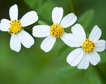 Pack of 200 Bidens Alba (Spanish Needle) Seeds - Organic