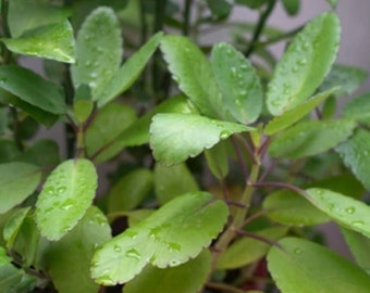 Fresh Organic Kalanchoe Pinnata Bryophyllum Leaves | Miracle Leaf | Life Plant | Tea | Propagation