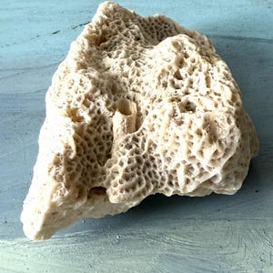 May include: A piece of natural coral with a porous, textured surface. The coral is off-white with subtle variations in color and shape. The coral has a rough, organic appearance, with numerous small holes and crevices.