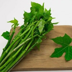 4 Chaya Spinach Plant Cuttings 8-10” - Easy-to-Root Start for Your Garden