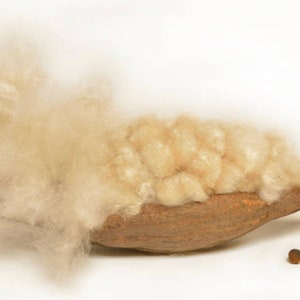 Kapok Tree Seeds | Silk Cotton, Tropical Gardens (10 Seeds)
