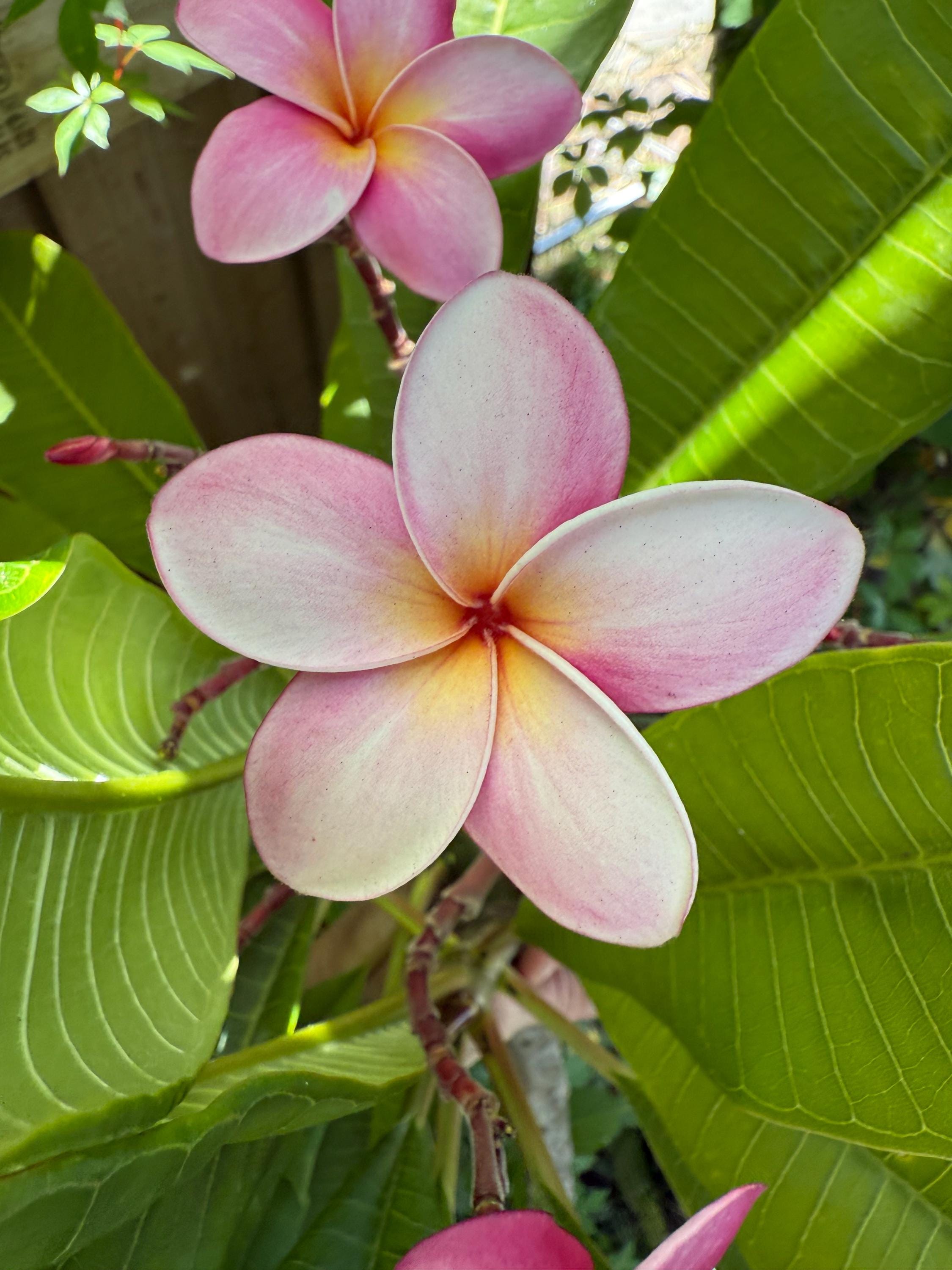Plumeria Cuttings - Etsy