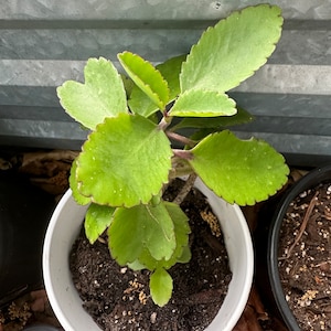 Kalanchoe Pinnata (Bryophyllum pinnatum) Live Plant | Miracle Leaf, Life Plant | Organic 6-10&quot;