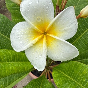Fragrant Celadine Plumeria Cutting: White & Yellow Tropical Flower