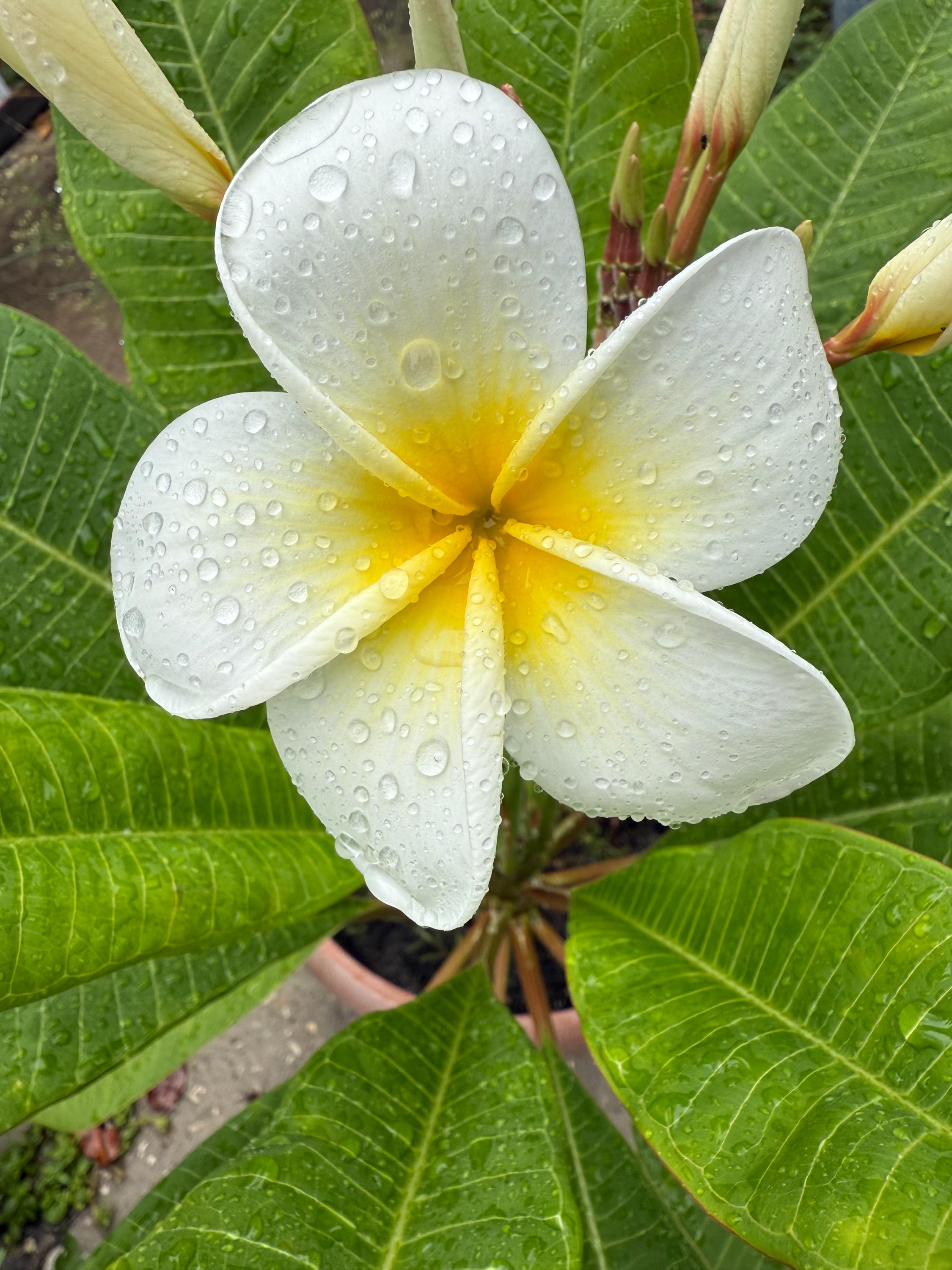 Fragrant Celadine Plumeria Cutting: White & Yellow Tropical Flower
