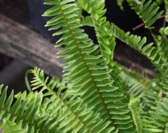 Lush Tuberous Sword Fern (Nephrolepis cordifolia) - 8 Bare Root Starter Plants - Green Delight