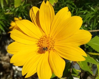 Mexican Sunflower | Tree Marigold | (Tithonia diversifolia) | Easy to Grow Butterfly Magnet! 20 Seeds