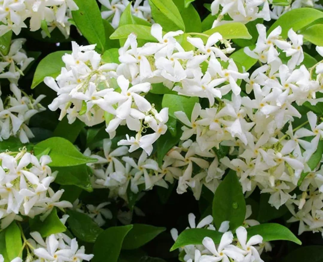 Fragrant Star Jasmine Live Plant Jasminum Fluminense 610 Inches Night