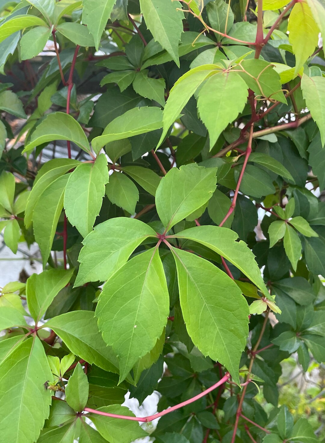 Virginia Creeper Plant parthenocissus Quinquefolia Organic, American