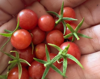Organic Everglades Tomato Seeds: Heirloom Cherry Variety, Florida Grown