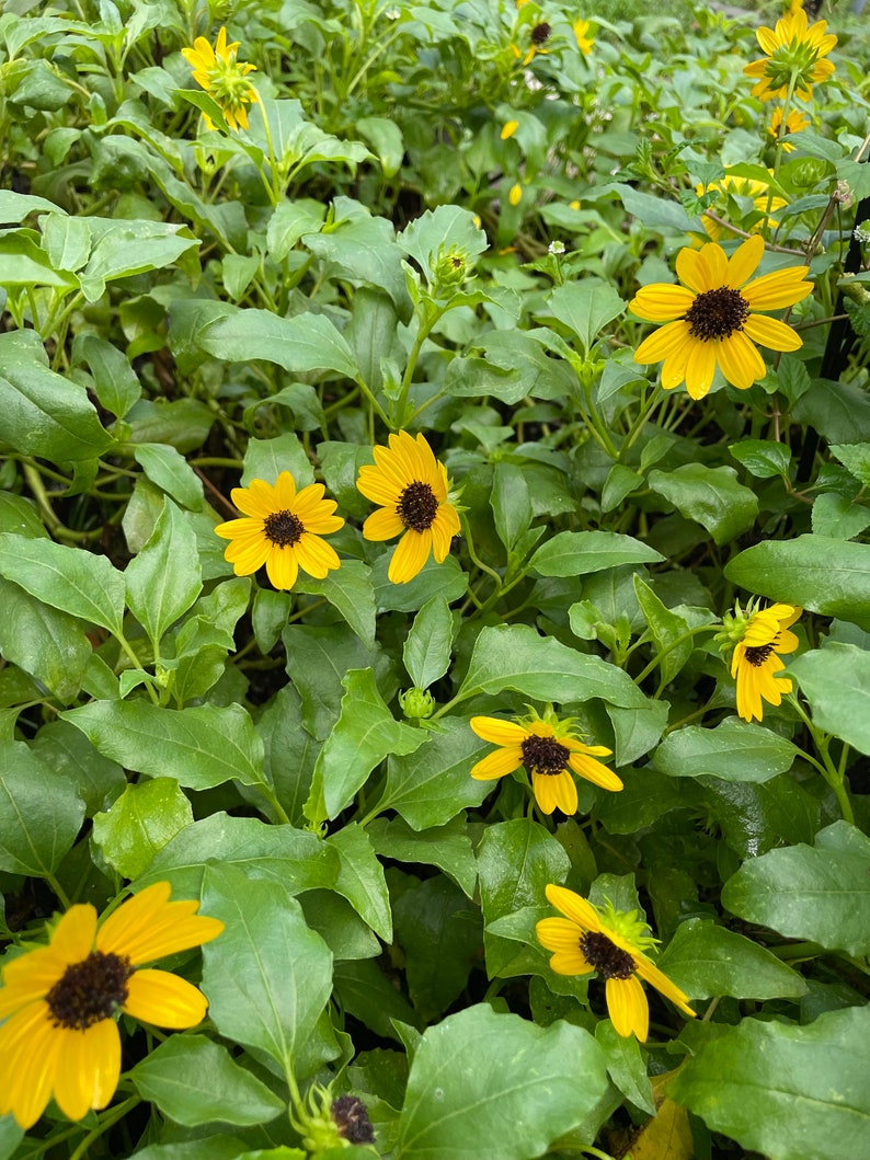 Beach Sunflower Seeds helianthus Debilis 30 Count Bring Etsy