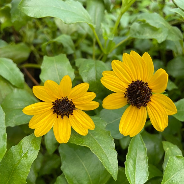 Beach Sunflower Seeds (Helianthus debilis) 30 count - Bring Coastal Beauty to Your Garden