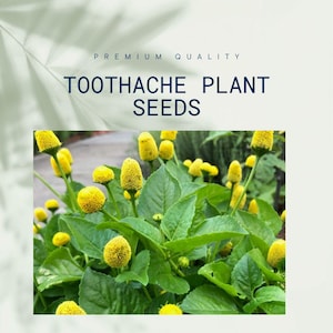 May include: Image of Toothache Plant Seeds. The image shows a close-up of a plant with bright yellow, spherical flower heads and green leaves. The text "PREMIUM QUALITY" and "TOOTHACHE PLANT SEEDS" is displayed at the top.