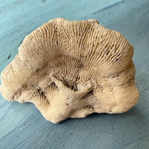 May include: A white ceramic mug with a black handle and the text "But First, Coffee" in a black, bold font. The mug is on a white surface. The mug is likely for hot beverages.