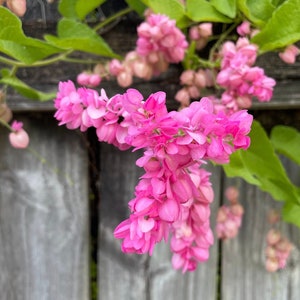 May include: Pink flowers blooming on a vine growing up a wooden fence.