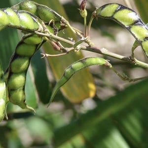 Organic Pigeon Pea Seeds: Heirloom Cajanus cajan, South Florida Grown