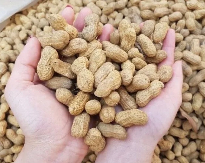 10 Virginia Jumbo Peanuts Seeds Etsy