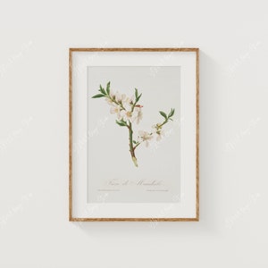 Może przedstawiać: Ilustracja botaniczna w ramie przedstawiająca biały kwiat migdałowca z zielonymi liśćmi. Druk nosi tytuł "Prunus L. Amygdalus" napisany kursywą.