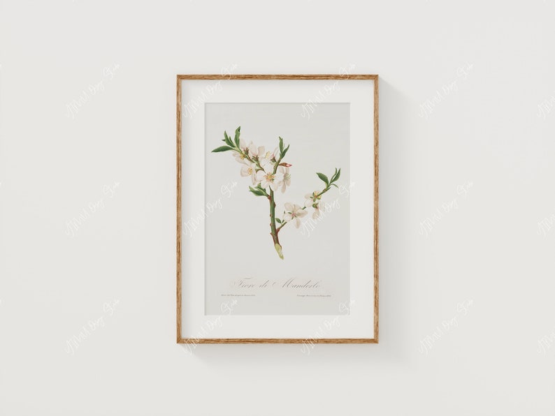 Może przedstawiać: Ilustracja botaniczna w ramie przedstawiająca biały kwiat migdałowca z zielonymi liśćmi. Druk nosi tytuł "Prunus L. Amygdalus" napisany kursywą.