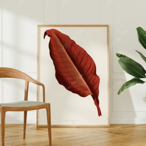 May include: A framed botanical illustration of a single, large, red leaf with a white background. The leaf has a prominent vein structure and is depicted in a realistic style.