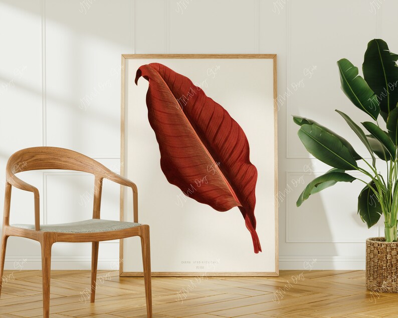 May include: A framed botanical illustration of a single, large, red leaf with a white background. The leaf has a prominent vein structure and is depicted in a realistic style.