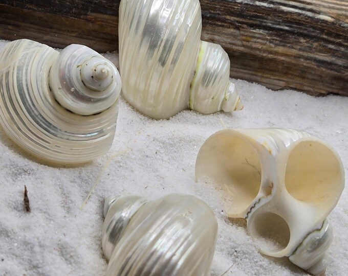 2" Pearlized Silver Mouth Turbo Seashell's Focal Beads Craft Beads Hermit Crab Decorative Shells (Set of