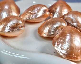 28mm Copper Painted Clam Shell Focal Beads for Crafts and Decor - Set of 7
