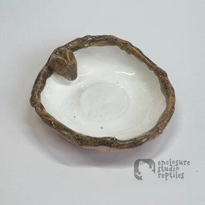 Puede incluir: Un pequeño plato de cerámica blanco con un borde marrón y una pequeña protuberancia en forma de corazón en el lateral. El plato está diseñado para reptiles y está hecho por enclosure studio reptiles.