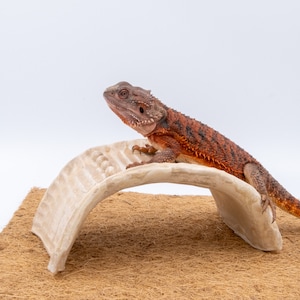 May include: A red and orange bearded dragon lizard perched on a white ceramic bridge. The bridge is on a brown coconut fibre mat.