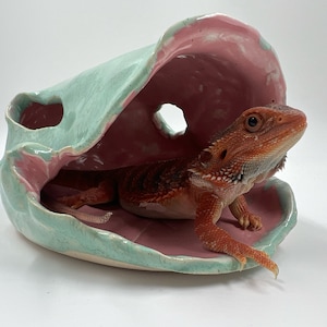 May include: A ceramic reptile hide with a glossy mint green exterior and a smooth pink interior. The structure features an irregular, shell-like shape with a circular opening on the side. An orange bearded dragon rests inside the hollow space.