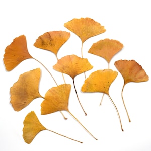 10 foglie di ginkgo essiccate pressate. Fabbricazione di candele di arte floreale pressata in resina artigianale adatta per l'arte floreale