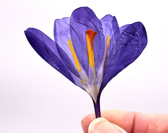 20 pcs Crocus Flowers, Spring Purple Flower, Pressed Crocus, Crocus Flowers, Crocus Art, DIY Crocus, Flowers for Crafts
