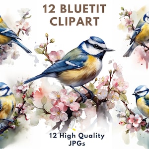 Ensemble de cliparts mésange bleue aquarelle / 12 fichiers JPG colorés / images numériques / invitations / conception de site Web / mésange bleue mignonne / adorables JPG