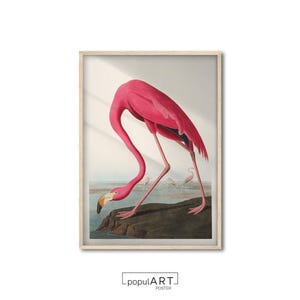 Pink Flamingo Poster, Vintage Animal Wall Art, Exhibition Poster, Fine Art, Classical Wall Art, Giclee Wall Decor, Gift Idea, OVERSIZE