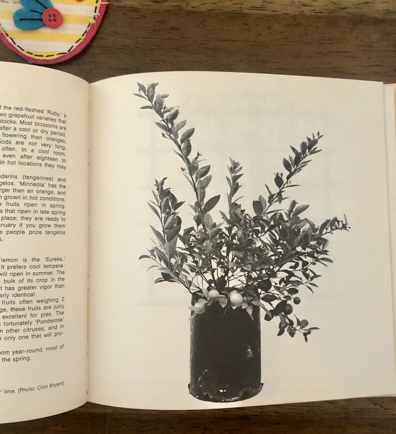 Dwarf Fruit Trees Indoors and Outdoors by Robert E. Atkinson 1972 Etsy