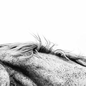 Wall Art Prints - Black and White Portrait of a Horse on Canvas