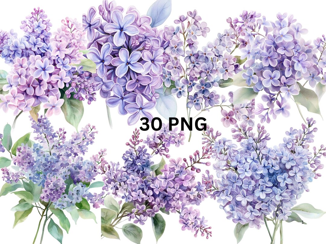 30 Lilac Flowers Watercolor Clipart, PNG Digital Files on Transparent ...