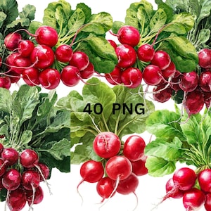 40 Radish Clipart Bundle, Realistic Red Radish PNG, Fresh Garden Vegetable, Transparent Background, Instant Download, Commercial Use