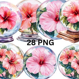28 hibiscus in kristallen bol aquarel clipart, bloemen clipart, digitale PNG-bestanden op transparante achtergrond, sublimatie, commercieel gebruik